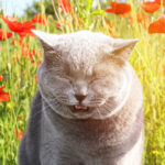 How to Support Seasonal Allergies in Cats
