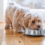 How to Manage Your Dog’s Gut Health with Nutrition
