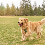 How Fish Oil Can Help Your Dog’s Joint Health