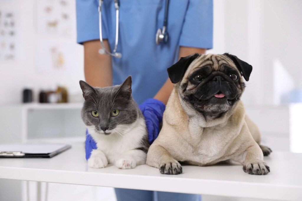 The Best of Holistic Therapy for Pets in 2023