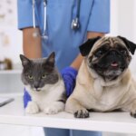 The Best of Holistic Therapy for Pets in 2023
