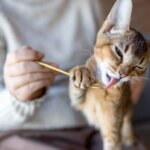 What Is the Best Kind of Fish Oil For Dogs and Cats?