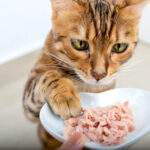 How to Manage Your Cat’s Gut Health with Nutrition