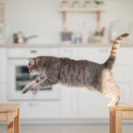 How to Manage Your Cat’s Joint Health with Nutrition