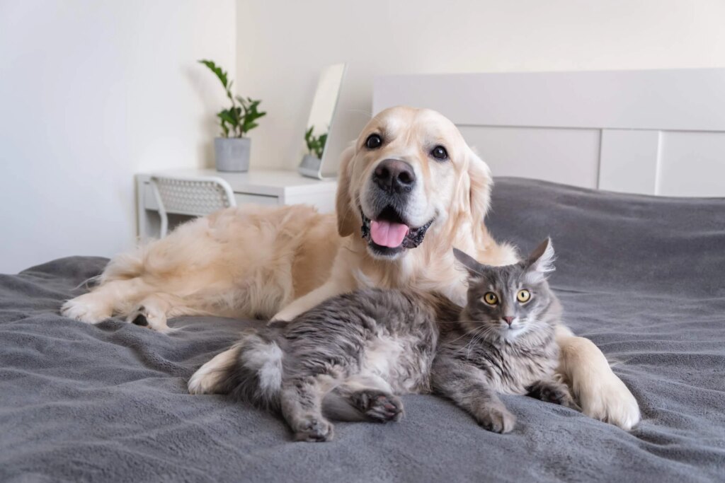 Milk Thistle: The Powerful Herb for Pet Liver Health