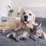 Milk Thistle: The Powerful Herb for Pet Liver Health