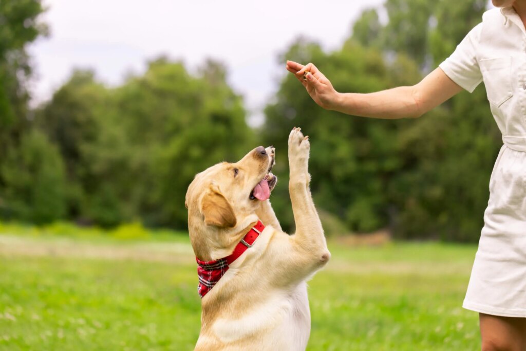 Introducing Pet Wellbeing’s Chewable for Skin and Coat Health in Dogs