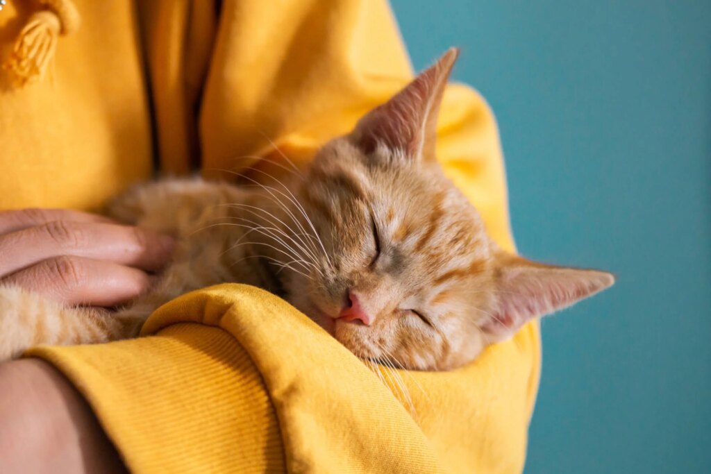 Help Support Inflammation in Your Cat With These 8 Tips