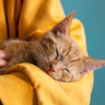 Help Support Inflammation in Your Cat With These 8 Tips