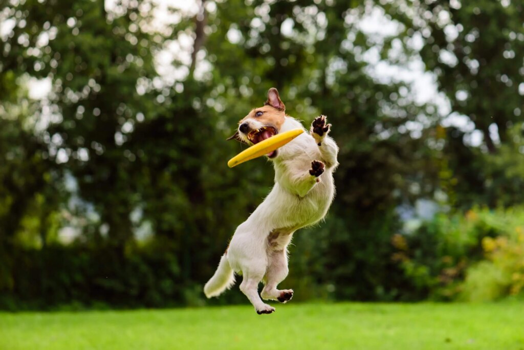 The Link Between Gut Health and Joint Pain in Dogs