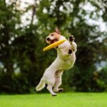 The Link Between Gut Health and Joint Pain in Dogs