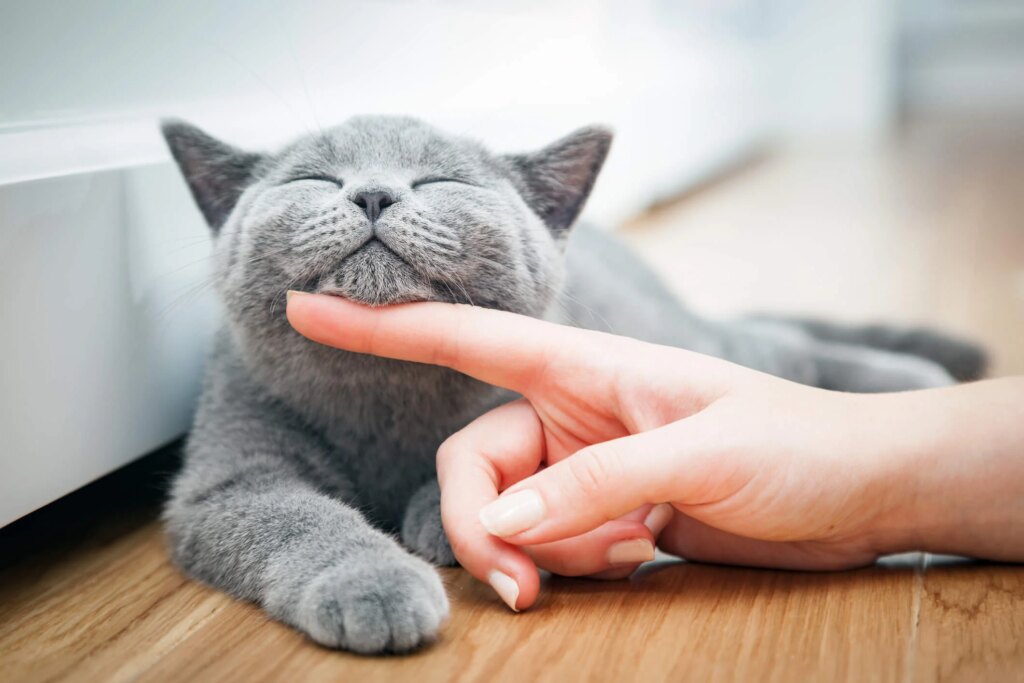 How Can You Tell if Your Cat Is Happy?