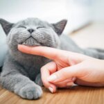 How Can You Tell if Your Cat Is Happy?