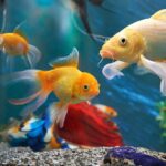 20 peaceful fish for a community tank