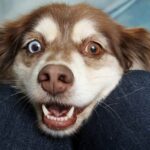 MetLife Pet Insurance Review: Trustworthy Coverage and Family Plans