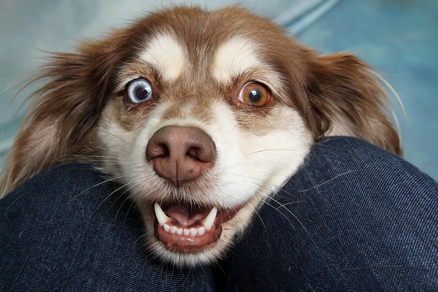 MetLife Pet Insurance Review: Trustworthy Coverage and Family Plans
