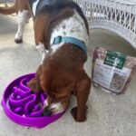 Freshpet Dog Food Review: Is This Fresh, Refrigerated Pet Food Worth It?
