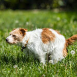 Why Does My Dog Get Diarrhea When We Travel?