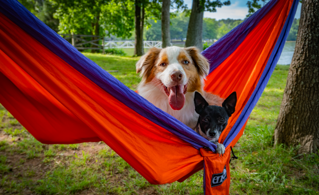 Dog Days of Summer: How to Keep Your Pet Cool in Hot Weather