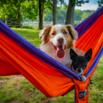 Dog Days of Summer: How to Keep Your Pet Cool in Hot Weather