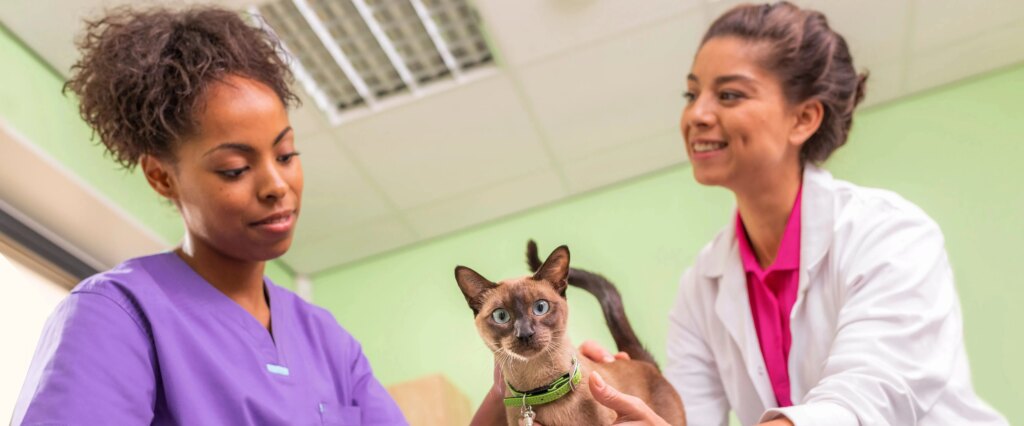 Study from Merck Animal Health Reveals Opportunity to Increase Feline Vaccination through Knowledge Sharing Between Veterinarians and Cat Owners