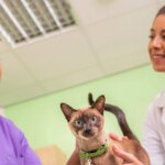 Study from Merck Animal Health Reveals Opportunity to Increase Feline Vaccination through Knowledge Sharing Between Veterinarians and Cat Owners