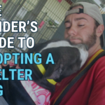 The Insider’s Guide to Adopting a Shelter Dog: From Mental Prep to Picking the Right Dog for You