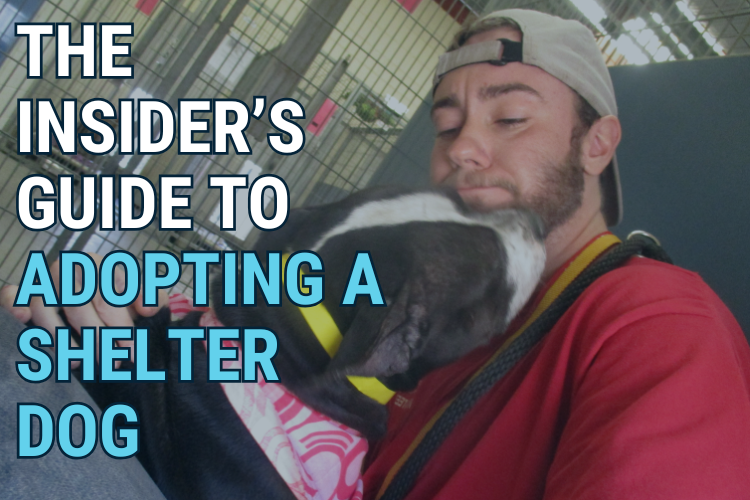 The Insider’s Guide to Adopting a Shelter Dog: From Mental Prep to Picking the Right Dog for You