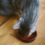Why I Recommend Measuring How Much Your Cat Eats Per Day