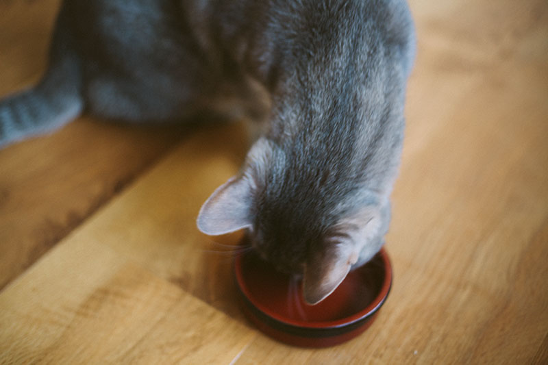 Why I Recommend Measuring How Much Your Cat Eats Per Day