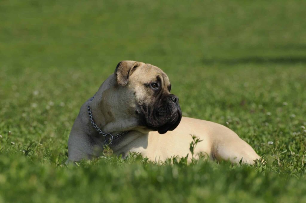 4 Best Supplements for Bullmastiff Puppies (+1 to Avoid)