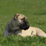4 Best Supplements for Bullmastiff Puppies (+1 to Avoid)
