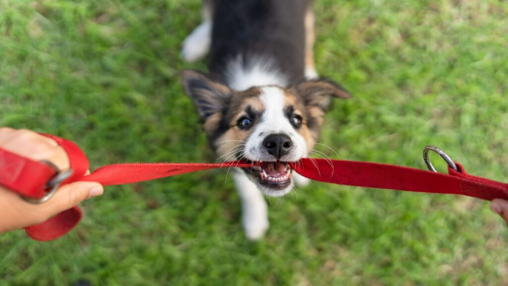 New puppy shopping list: 10 essential items you need to buy