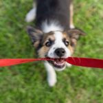 New puppy shopping list: 10 essential items you need to buy