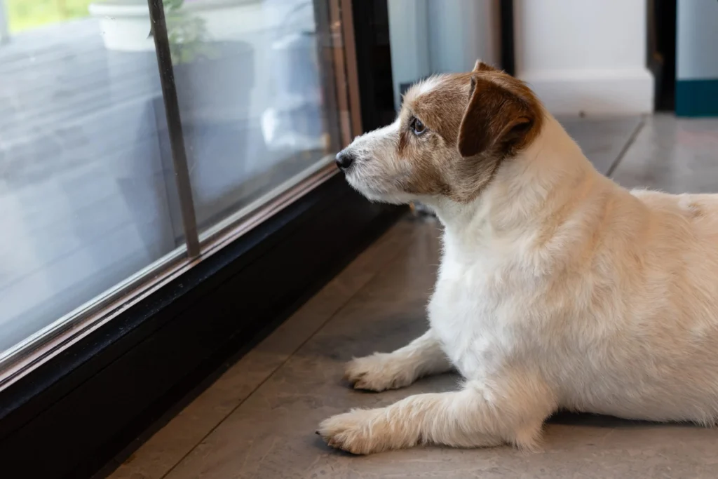 Why Is My Dog Always Waiting For Me?