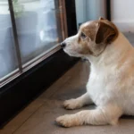 Why Is My Dog Always Waiting For Me?