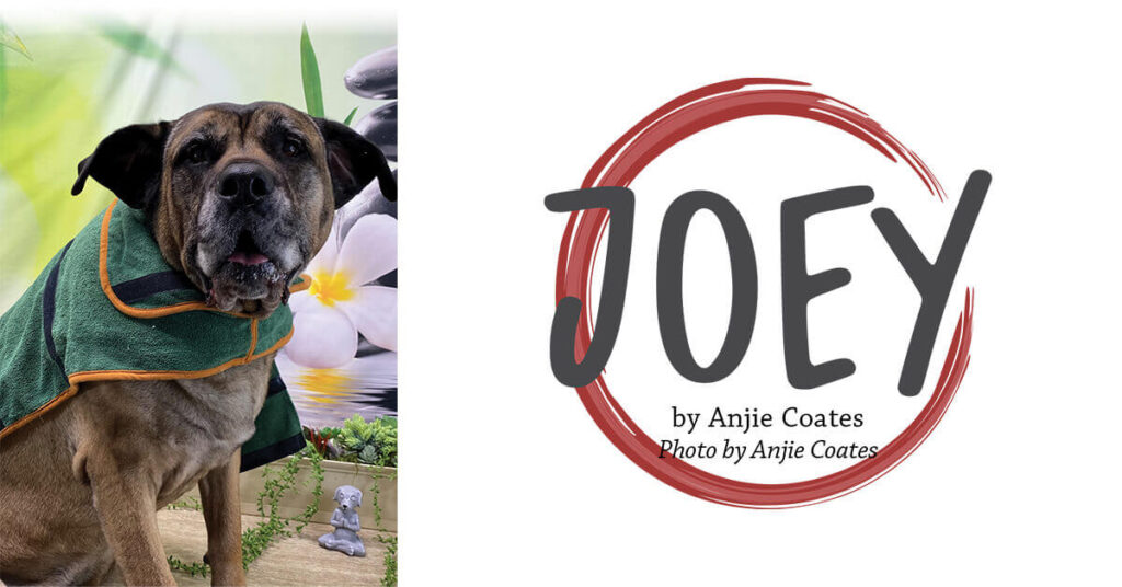 Joey – Groomer to Groomer
