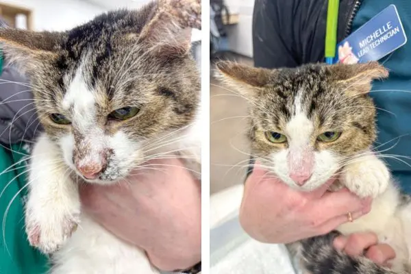 A veterinary dermatologist’s perspective JAK inhibitors