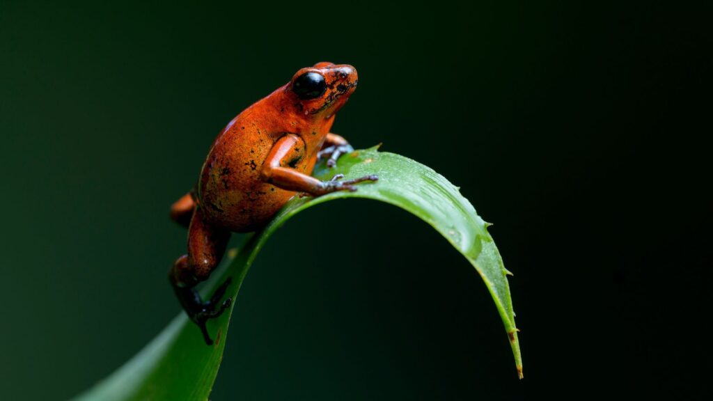 20 easy amphibian for beginners