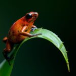 20 easy amphibian for beginners