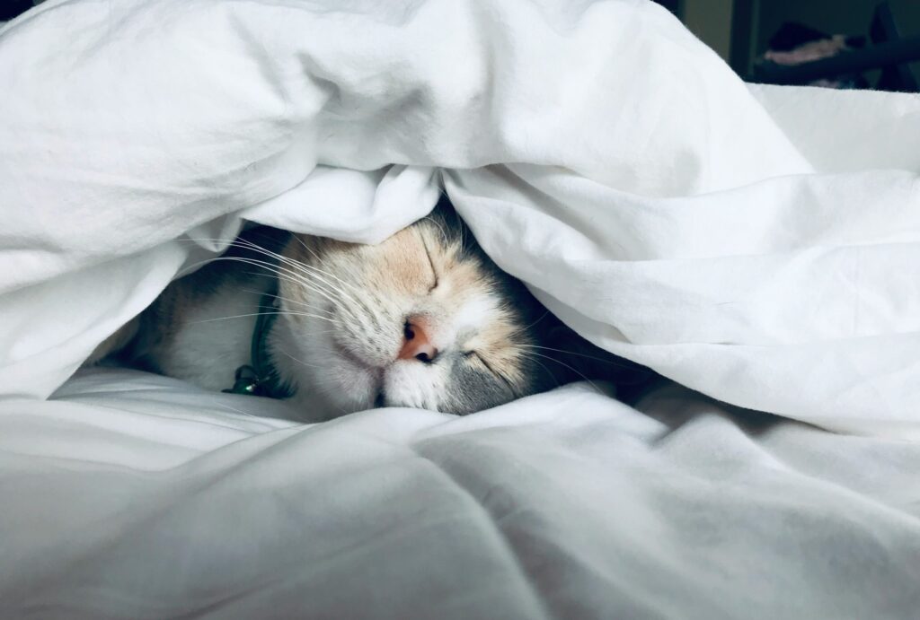Feline Upper Respiratory Infections: When to Worry & When to Stay Calm