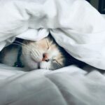 Feline Upper Respiratory Infections: When to Worry & When to Stay Calm 
