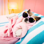 9 Ways to Keep Your Dog Cool This Summer