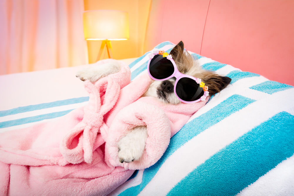 9 Ways to Keep Your Dog Cool This Summer