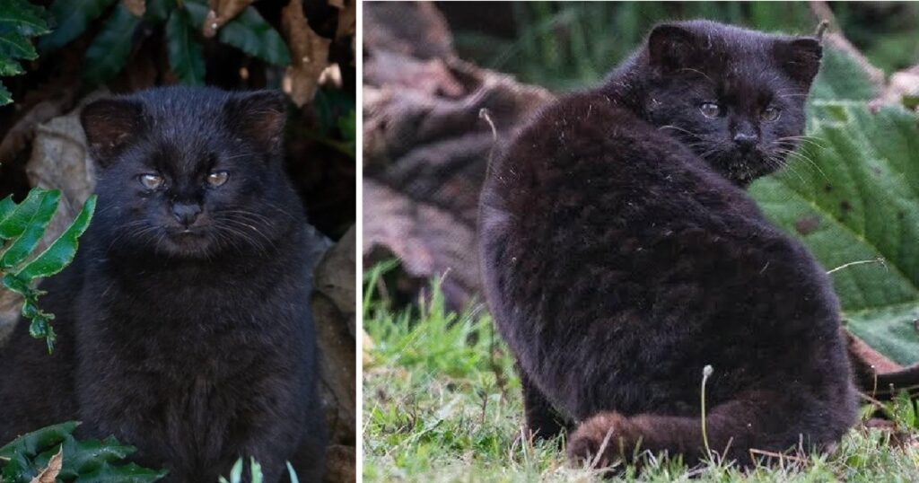 Rare Melanistic Kodkod Spotted – Cole & Marmalade