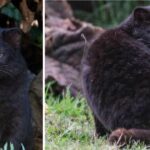 Rare Melanistic Kodkod Spotted – Cole & Marmalade