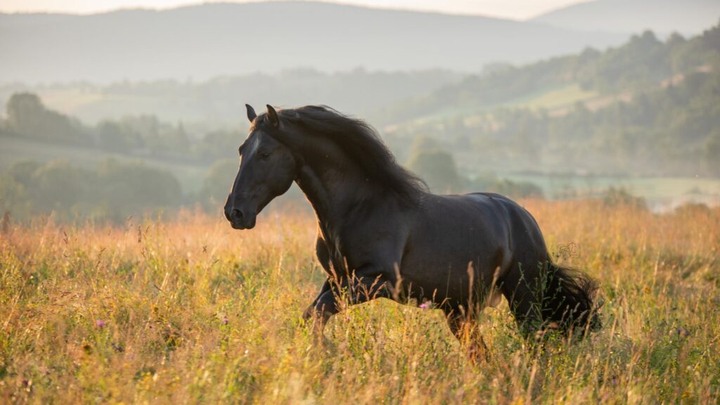 10 fascinating horse facts you should know