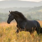 10 fascinating horse facts you should know