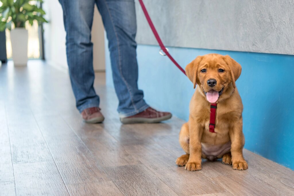 The Emergency Room Mistake 90% Of Dog Owners Make — And Don’t Realize Until It’s Too Late