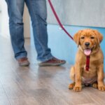 The Emergency Room Mistake 90% Of Dog Owners Make — And Don’t Realize Until It’s Too Late